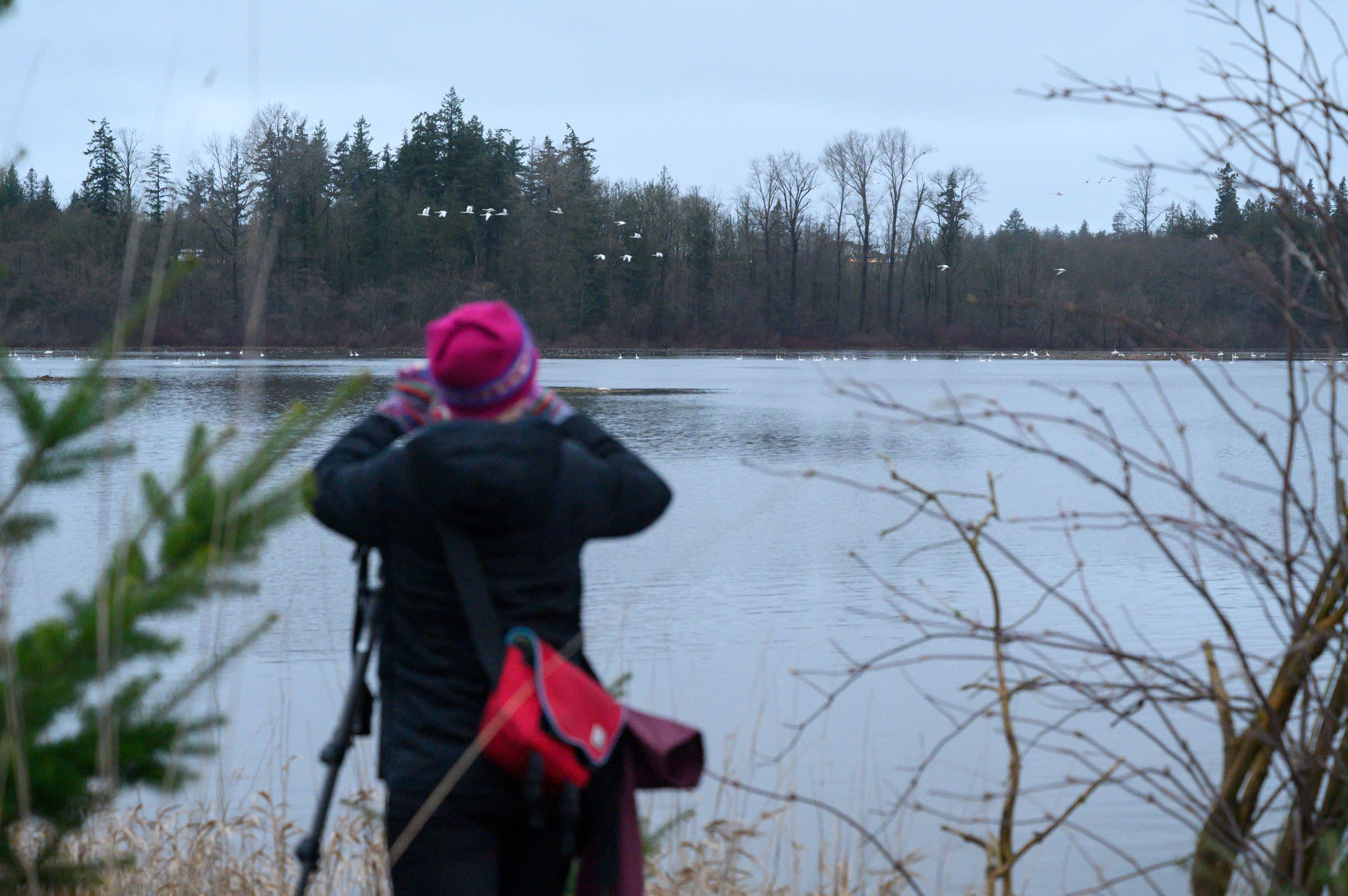 Winter Swanrise